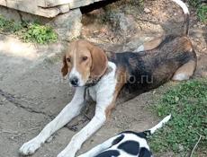Потерялся собака с ошейником