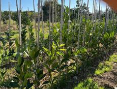 Саженцы сентябрьские