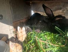 Семья кроликов