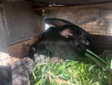 Семья кроликов