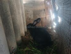 Семья кроликов