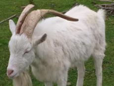 Сельхоз животные