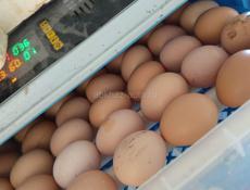 Продаются инкубационные  яйца 