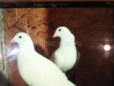 ГОЛУБИ