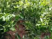 Двухгодичные сентябрьские саженцы