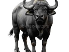 Буйвол 