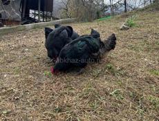 Продам породистых курей