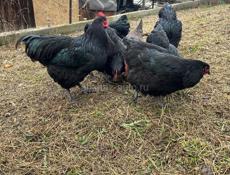 Продам породистых курей