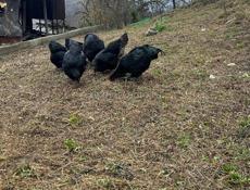 Продам породистых курей