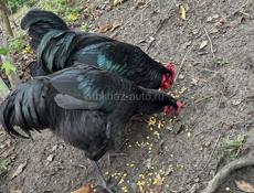 Продам Курей и петухов