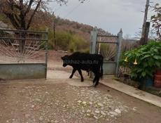 Продаётся бычок