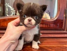 Щенок чихуахуа, питомник