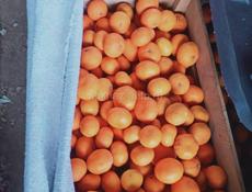 Мандарины около 6 тонн 