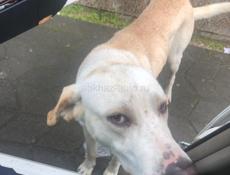 Чья потеряшка ???