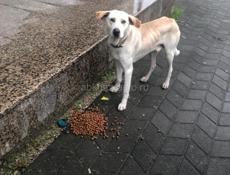 Чья потеряшка ??? 