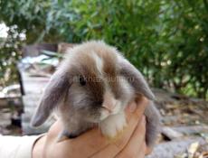 Карликовые кролики