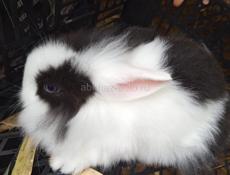 Карликовые кролики