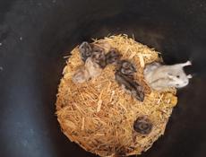 Сирийские джунгарские хомяки.