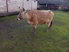 Продаётся корова на мясо 140 кг