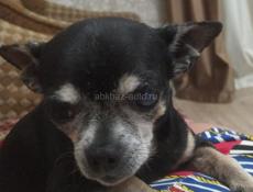 Пропала собака чихуахуа 