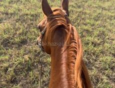 Куплю лошадь