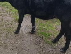 Срочно продают корову. Все вопросы по телефону. 