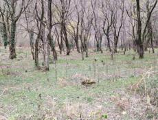 Участок 50 соток на 10км Рицинского национального парка