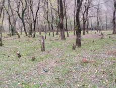 Участок 50 соток на 10км Рицинского национального парка