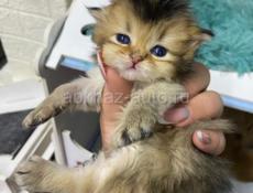 Шотландские котята 💞💞💞💞💞💞💞💞💞