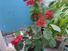 Цветушая махровая бугенвиллия 