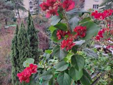 Цветушая махровая бугенвиллия