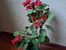 Цветушая махровая бугенвиллия