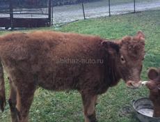 Продаю теленка