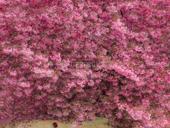 Сниму квартиру . 