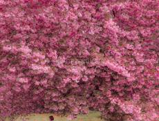 Сниму квартиру . 