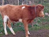 Бычок 1год вес 65  70 кг цена 45 т торг умест