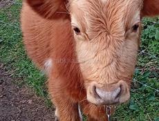 Бычок 1год вес 65  70 кг цена 45 т торг умест