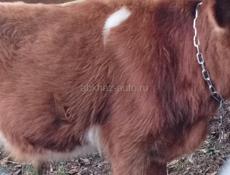 Бычок 1год вес 65  70 кг цена 45 т торг умест