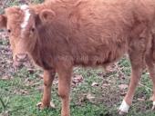 Бычок 40 кг цена 35 т