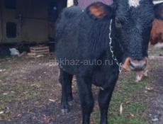 Телка не гуленая  1 , 3 мес  80 85 кг  цена50 т