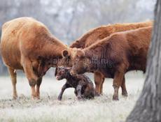 Продам стельных коров возможно с телятами 