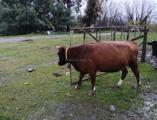 Продоёться корова