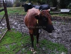 Продоёться корова