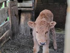 ПРОДАМ ТЕЛЕНКА ДЕВОЧКА 