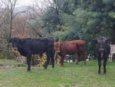 Продоёться три бычка