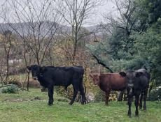 Продоёться три бычка