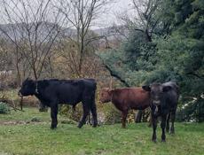 Продоёться три бычка