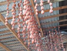 Сушка хурма