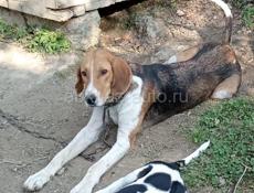 Пропала собака 