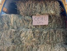 СЕНО ‼️